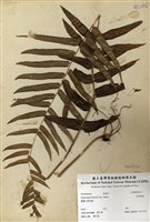 藏品(長葉腎蕨)的圖片